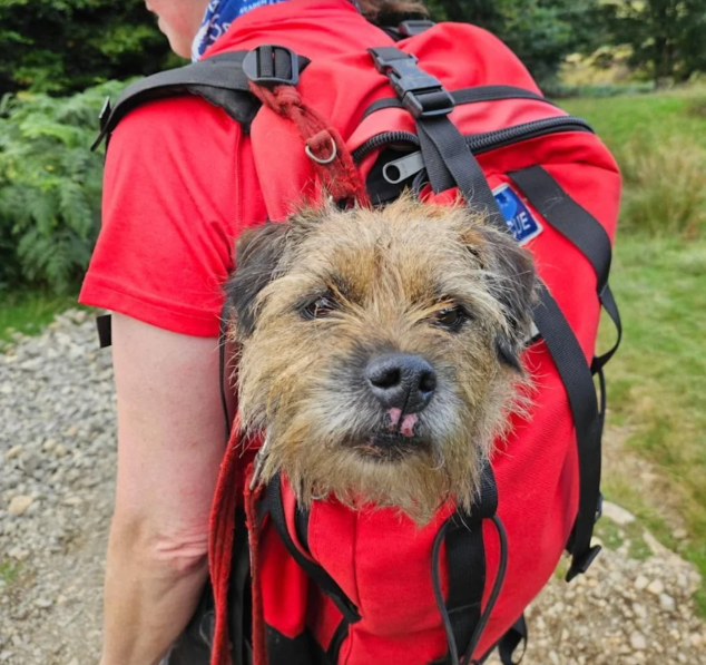Lost Dog Survives Nearly 3 Weeks Alone on a Mountain Before a Miraculous Rescue