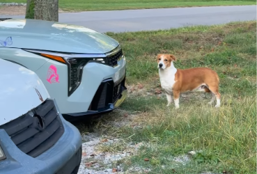 Stray Dog Goes From “Don’t Touch Me” to “You’re My Person” in the Sweetest Transformation