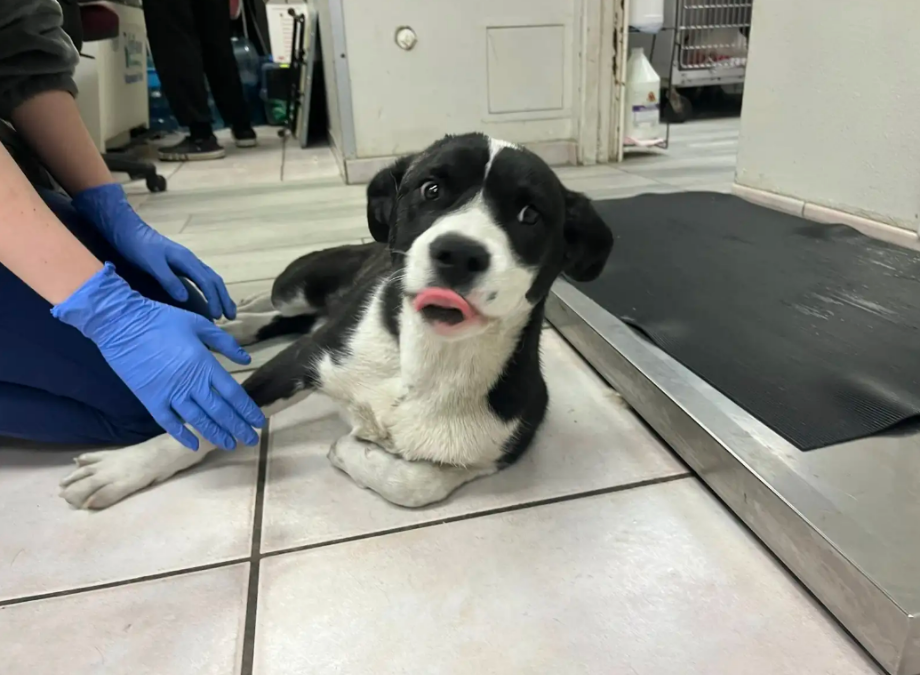 Dog Spent Days Crying on a Trash Pile, Hoping Someone Would Finally Stop