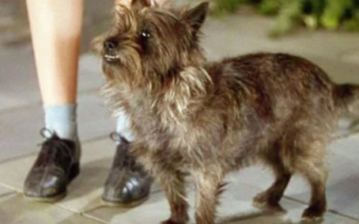 The Real Story of Toto: How a Shy Cairn Terrier Became One of Hollywood’s Most Famous Dogs