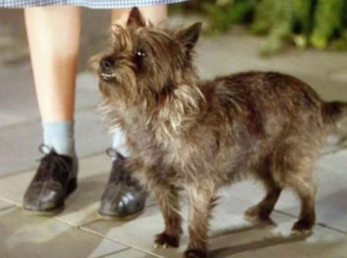 The Real Story of Toto: How a Shy Cairn Terrier Became One of Hollywood’s Most Famous Dogs