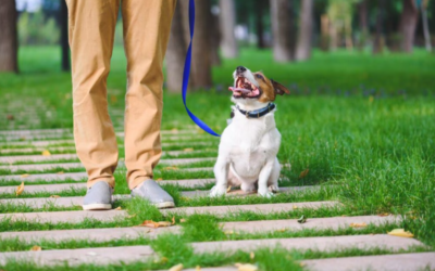 Want a Better-Behaved Dog? This Simple Training Method Makes Learning Feel Like a Game