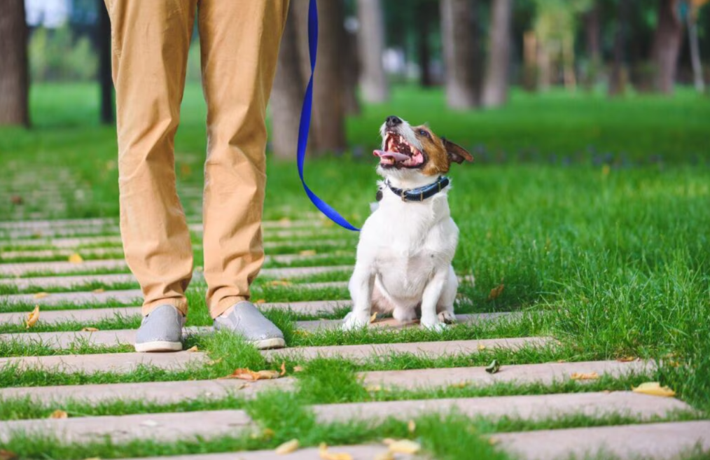 Want a Better-Behaved Dog? This Simple Training Method Makes Learning Feel Like a Game
