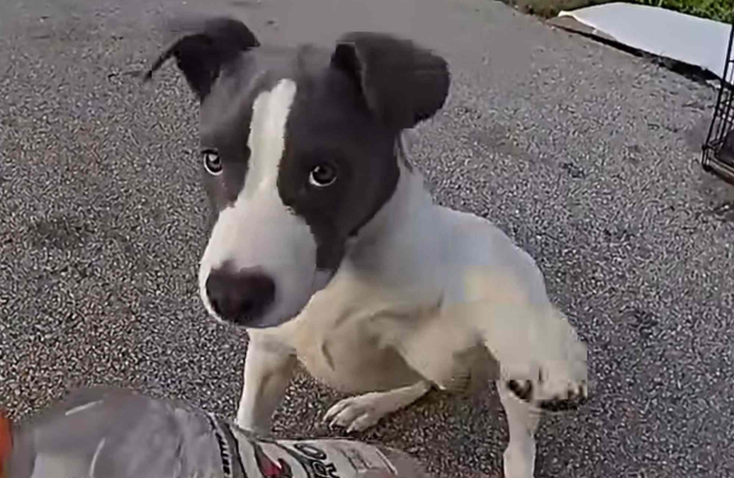 State Trooper Finds Puppy Abandoned in a Cage Beside Busy Highway—Then His Bodycam Captures the Sweetest Rescue