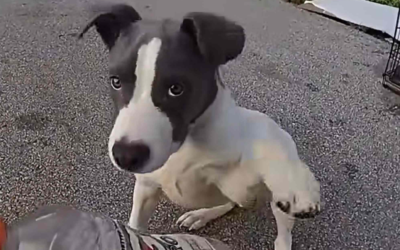 State Trooper Finds Puppy Abandoned in a Cage Beside Busy Highway—Then His Bodycam Captures the Sweetest Rescue