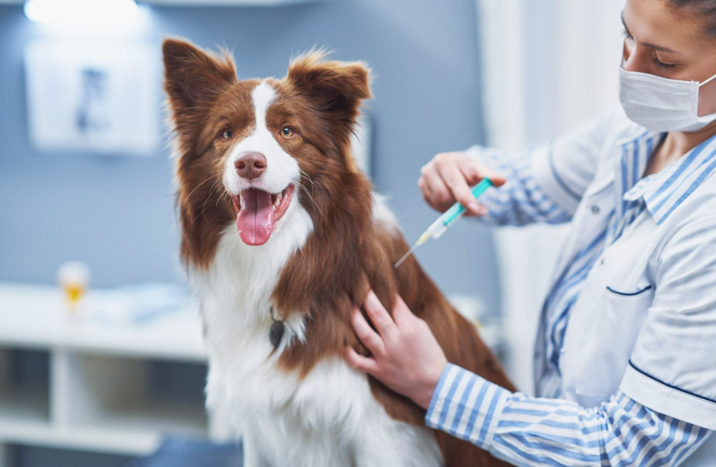 5 Vaccines Every Dog Needs to Stay Protected From Dangerous Diseases