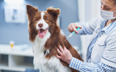 5 Vaccines Every Dog Needs to Stay Protected From Dangerous Diseases