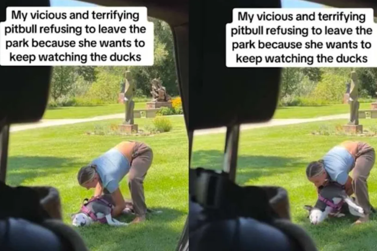 Everyone Called This Rescue Pit Bull “Vicious”—Then They Saw Why She Refused to Leave the Park