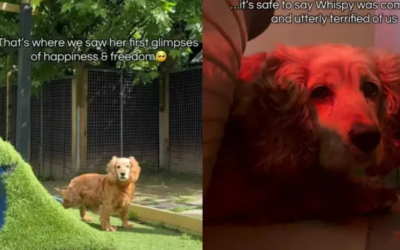 She Was Too Afraid to Trust Anyone, But This Shelter Dog Is Slowly Learning What Love Feels Like