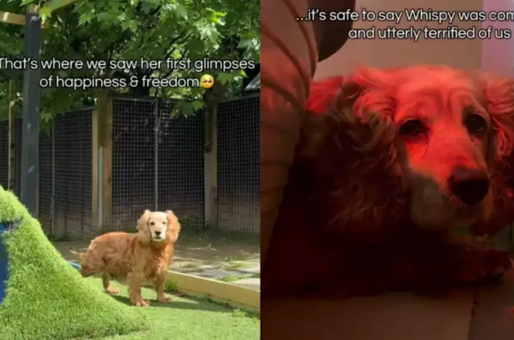 She Was Too Afraid to Trust Anyone, But This Shelter Dog Is Slowly Learning What Love Feels Like