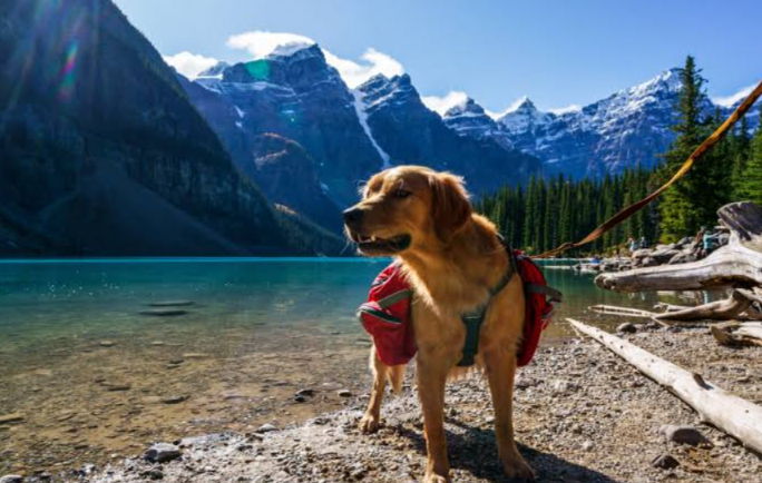 Can Your Dog Join You on Public Lands? Here’s Where You Can Explore Together