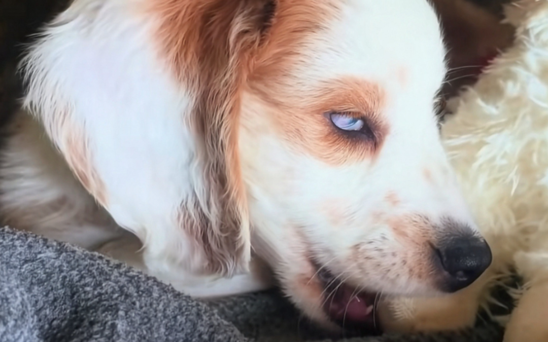 Tiny Blind Dachshund’s Life Took a Heartbreaking Turn Before Her Rescuers Stepped In