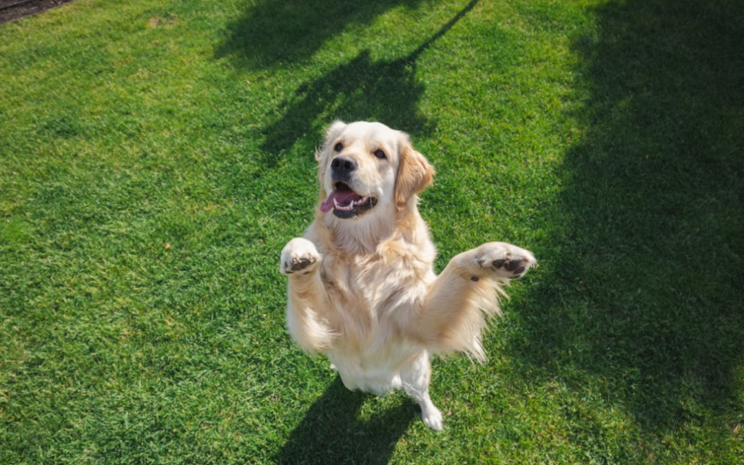 Ring Camera Catches Golden Retriever Pulling Off His Favorite Neighborhood Escape