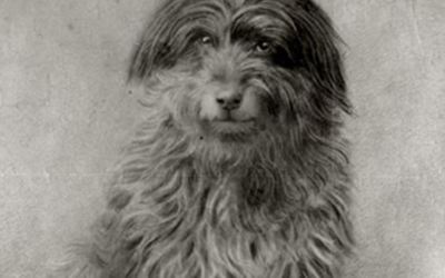 The Dog Who Refused to Stay Home—and Became Australia’s Most Famous Railway Rider