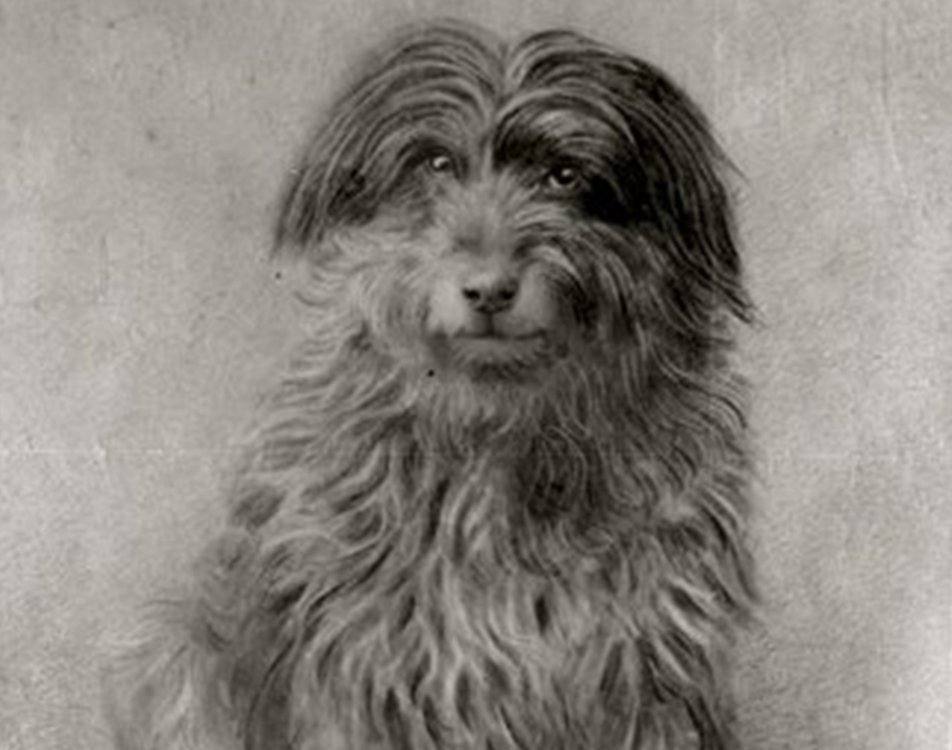 The Dog Who Refused to Stay Home—and Became Australia’s Most Famous Railway Rider
