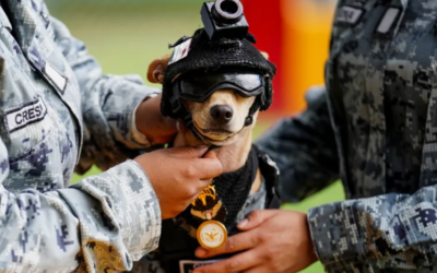 He Weighs 15 Pounds—and He May Be the Cutest Recruit Ever
