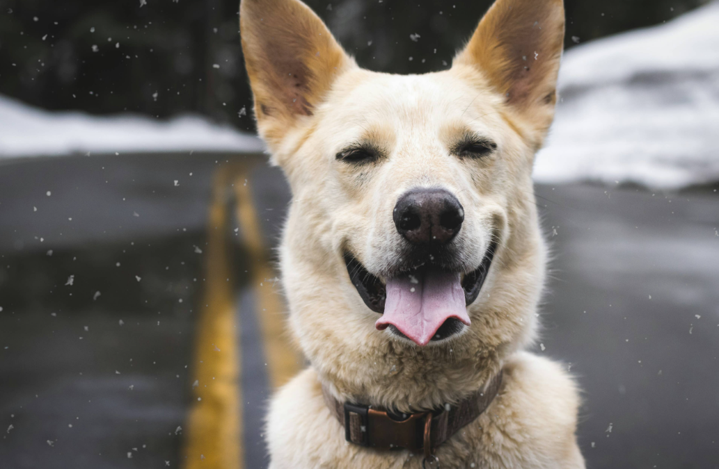 She Hid Under Cars to Escape Bigger Dogs—Then One Gentle Giant Changed Her Life