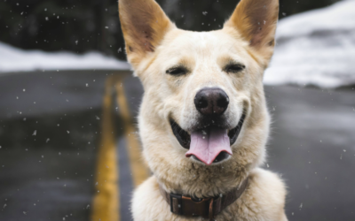 She Hid Under Cars to Escape Bigger Dogs—Then One Gentle Giant Changed Her Life