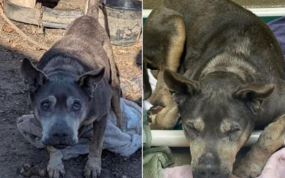 On the Coldest Night of the Year, This Forgotten Dog Was Finally Found