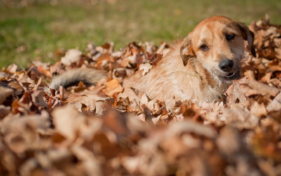 Before Your Dog Jumps Into the Leaves, Check for These 4 Hidden Hazards