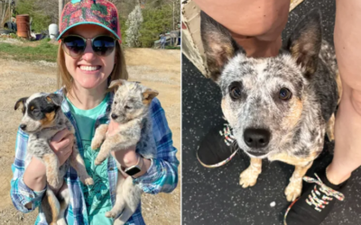 Born Deaf, This Little Puppy Found the Perfect Family to Help Her Thrive