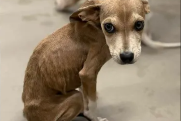 15 Dogs Were Left Without Food or Water. Then Someone Finally Came for Them