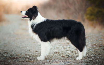 This Dog Had One Simple Message for Her Human—and She Made Sure It Was Heard