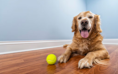 If Your Dog Is Getting Older, Watch for These Quiet Warning Signs