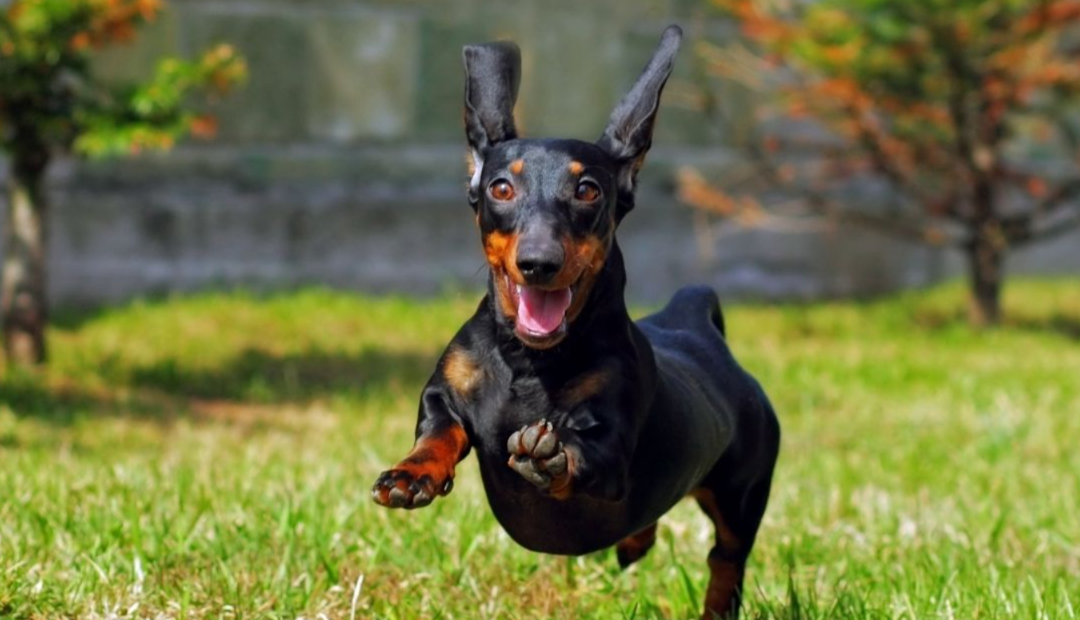 Stop Just Walking the Dog: 5 Simple Ways to Make Every Walk Better