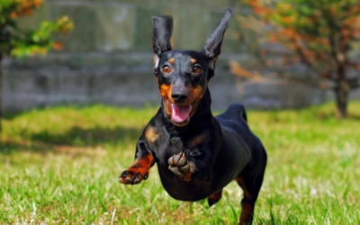 Stop Just Walking the Dog: 5 Simple Ways to Make Every Walk Better