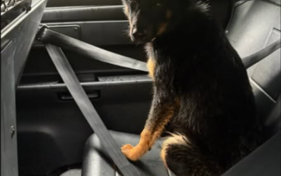 He Found a German Shepherd Alone in the Rain. He Never Expected to Become His Dad